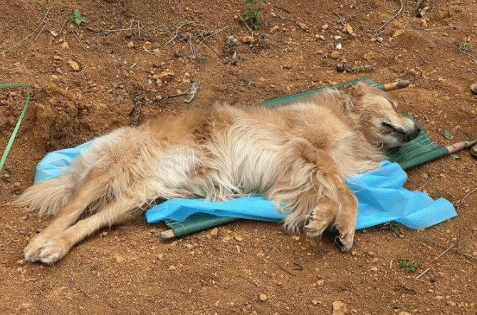 贵州小区宠物狗集体中毒死亡事件概述