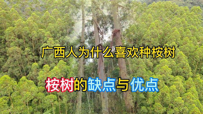 广西桉树最新收购价格及概述，26日资讯更新