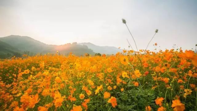 中山花海，绚烂绽放与时代印记的11月16日全景展示