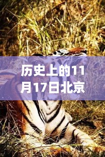 北京老虎咬人事件最新进展全面揭秘，步骤指南与历史回顾