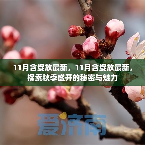 探索秋季魅力，11月绽放的最新秘密与魅力