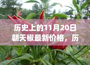 历史上的朝天椒价格变迁与自信成就感的舞蹈，11月20日的最新价格观察