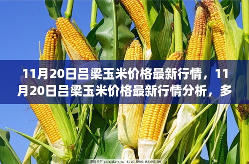 11月20日吕梁玉米价格最新行情深度解析，多角度透视价格走势与影响因素