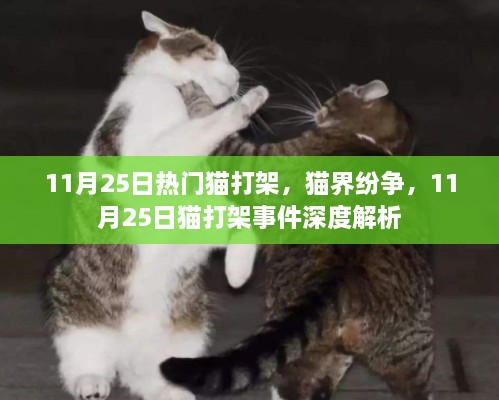 11月25日猫界纷争，热门猫打架事件深度解析