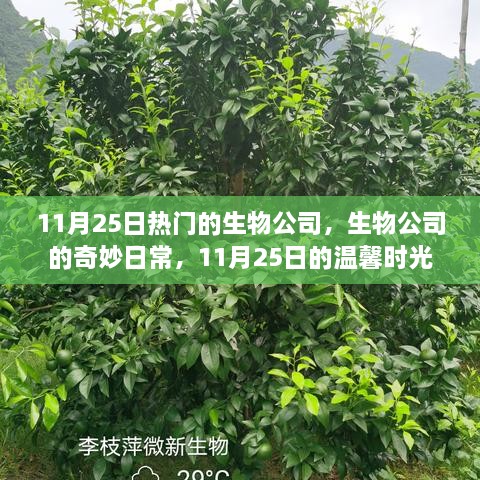 11月25日热门生物公司的奇妙日常与温馨时光