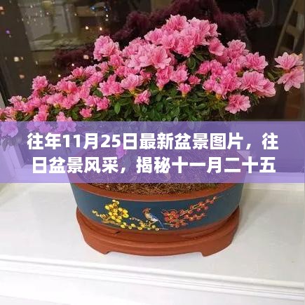 揭秘盆景风采的独特魅力，十一月二十五日盆景图片回顾与风采展示