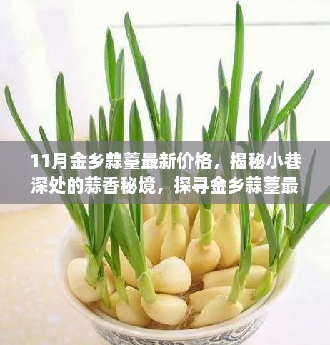 金乡蒜薹最新价格揭秘，探寻独特风味小店与小巷深处的蒜香秘境