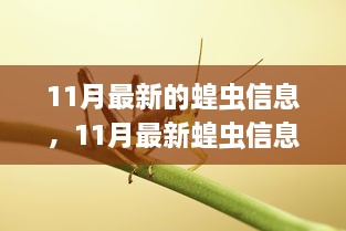 全球警惕，最新蝗虫信息汇总，防治进展与案例分析