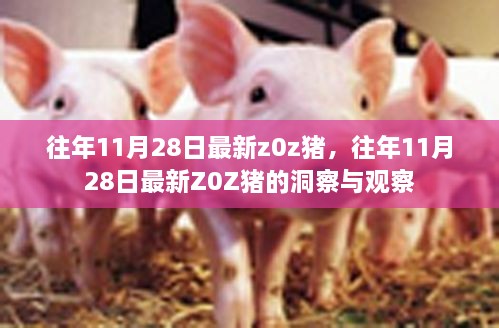 往年11月28日最新Z0Z猪的洞察与观察报告