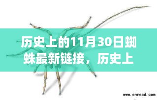 揭秘蜘蛛世界，历史上的11月30日与最新链接探索蜘蛛新探的奥秘