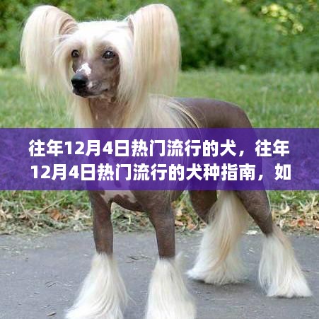 往年12月4日热门犬种指南，选择并养育你的理想伴侣犬的实用建议与指南