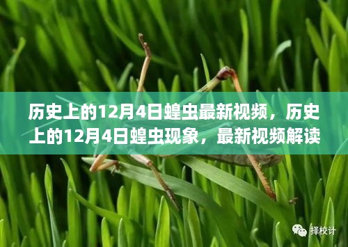 历史上的12月4日蝗虫现象深度解析，最新视频报道与解读