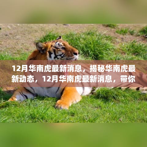 揭秘华南虎最新动态，12月虎园探秘之旅