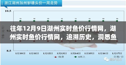 湖州实时鱼价行情网，追溯历史鱼市变迁，洞悉鱼价动态