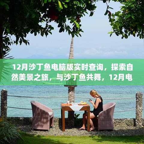 12月沙丁鱼电脑版实时查询，与自然共舞，探索内心宁静的旅程