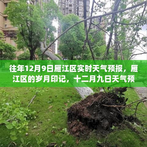 雁江区岁月印记，十二月九日天气预报回顾与影响