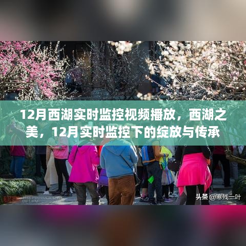 12月西湖实时监控下的绽放与传承，美景与文化的交融展现