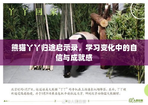 熊猫丫丫归途启示录，自信与成就感的成长之路