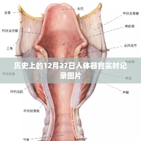 人体器官实时记录图片，历史12月27日回顾