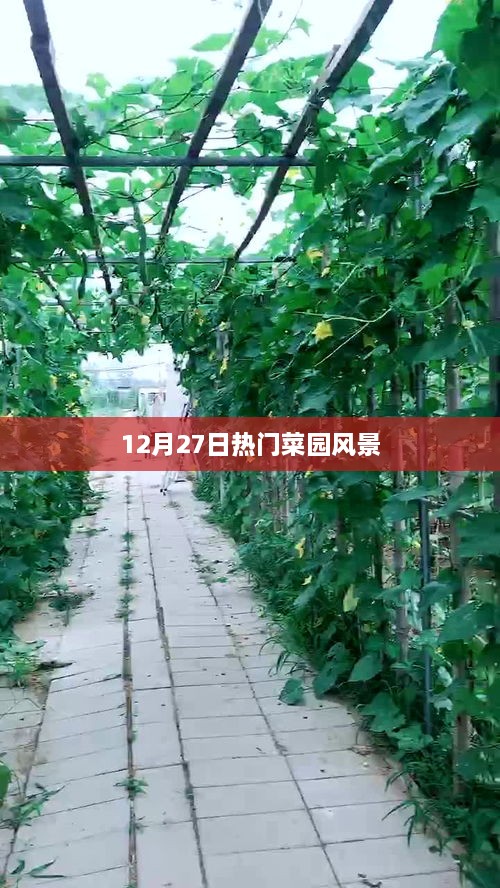 12月27日菜园风光大热，美丽景色不容错过