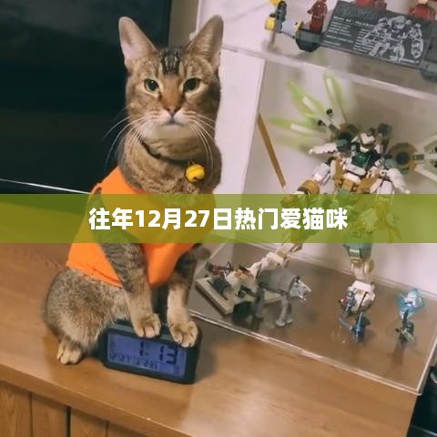 往年年末猫咪热潮，爱猫者的盛大节日