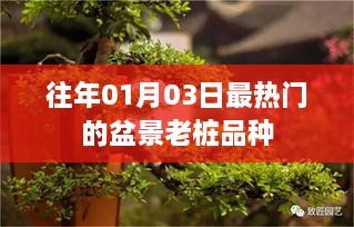 盆景老桩热门品种盘点，历年1月3日最受追捧的品种