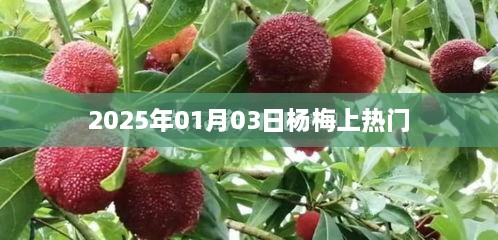 杨梅登上热搜，时间揭晓，2025年1月3日