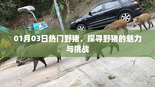 探寻野猪魅力与面临的挑战，最新热门资讯