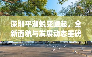 深圳平湖蜕变崛起，全新面貌与发展动态重磅揭晓