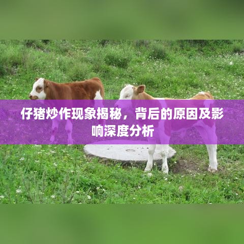 仔猪炒作现象揭秘，背后的原因及影响深度分析