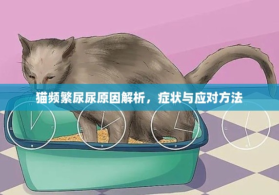 猫频繁尿尿原因解析，症状与应对方法