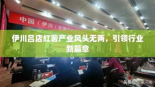 伊川吕店红薯产业风头无两，引领行业新篇章