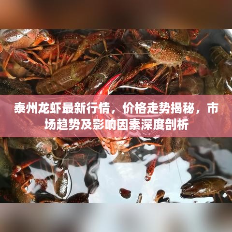 泰州龙虾最新行情，价格走势揭秘，市场趋势及影响因素深度剖析